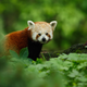 Illustration for article titled Female Red Panda Runs Away From Home, But Will She Make It in the Big City?